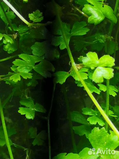 Аквариумные растения