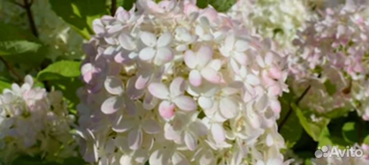 Гортензии метельчатые