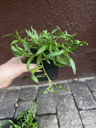 Алиссум сноу принцесс