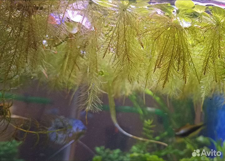 Пистия слоистая