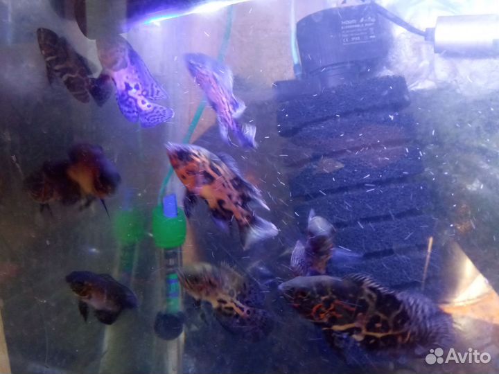 Аквариумные рыбки