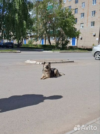 Собака в добрые руки