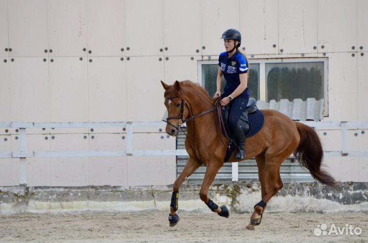 Лошади на продажу