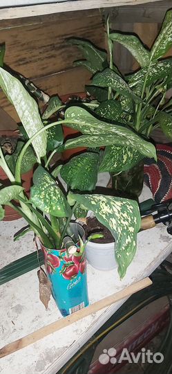 Диффенбахия