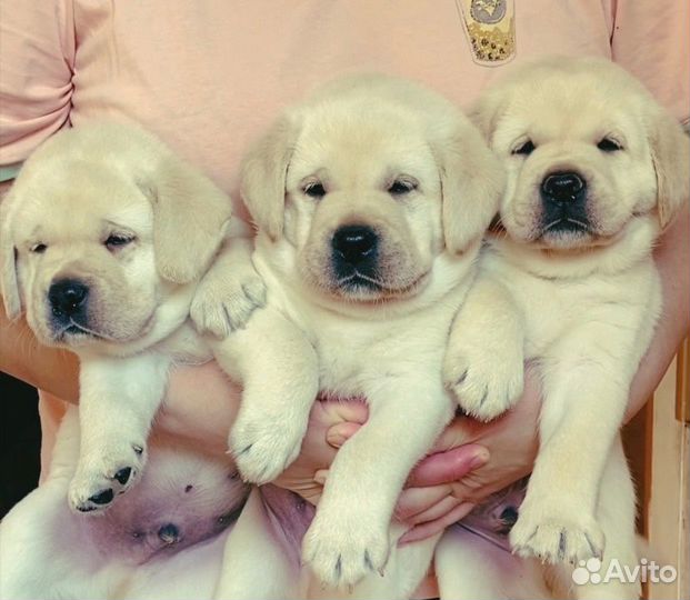 Лабрадор.Щенки