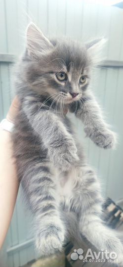 Кошка в дар