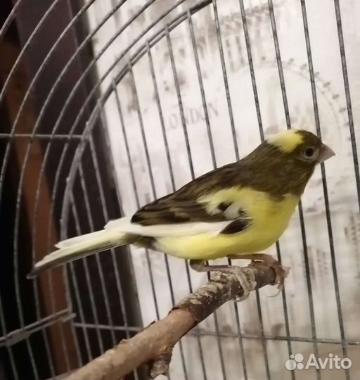 Канарейка с клеткой