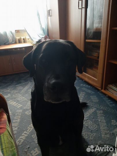 Щенки лабрадора в добрые руки