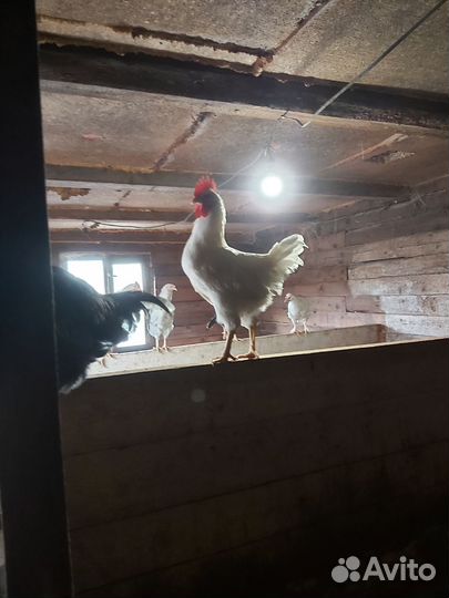 Молодые петушки