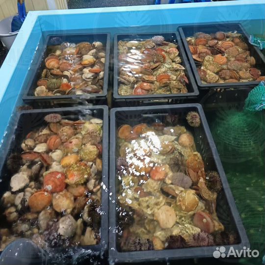 Живой гребешок Морской Баренцево Морепродукты