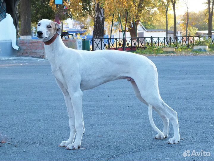 Щенок грейхаунда