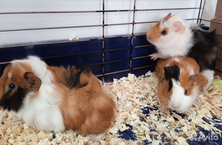 Морские свинки