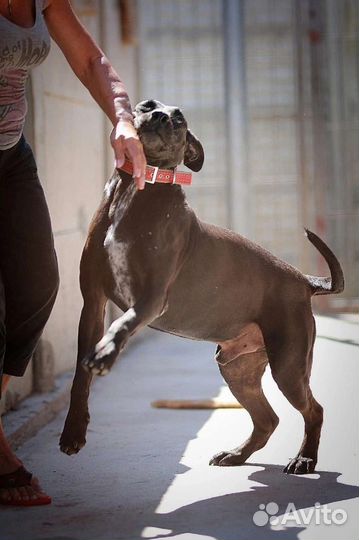 Собака в добрые руки