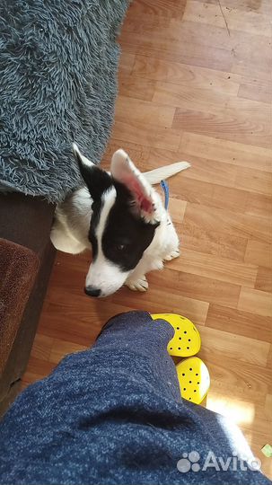 Щенок в добрые руки