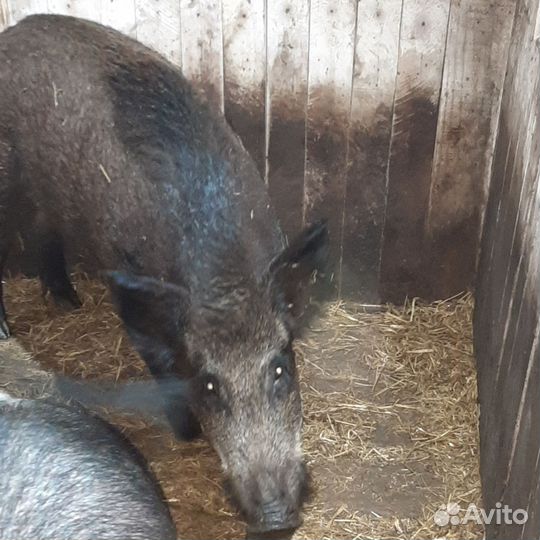 Дикий кабан