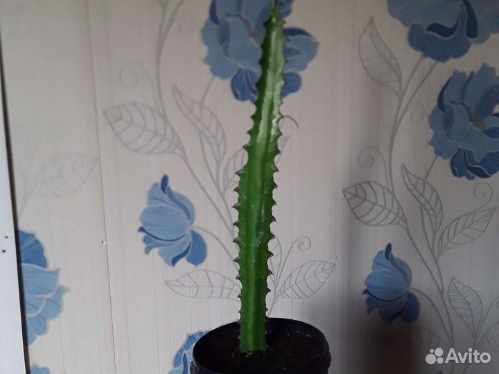 Рео,антуриум,спатифилиум,гибискус,цинерария