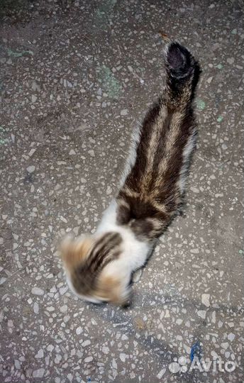 Котенок сирота плачет