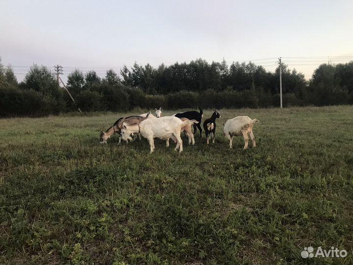 Козье молоко и брынза