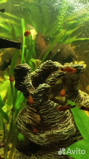 Аквариумные рыбки меченосцы