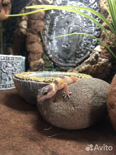 Геккон эублефар