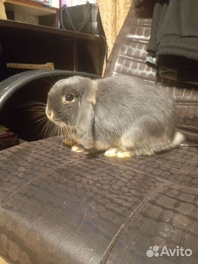 Декоративные кролики