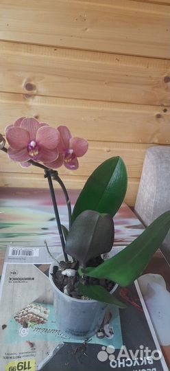 Орхидея