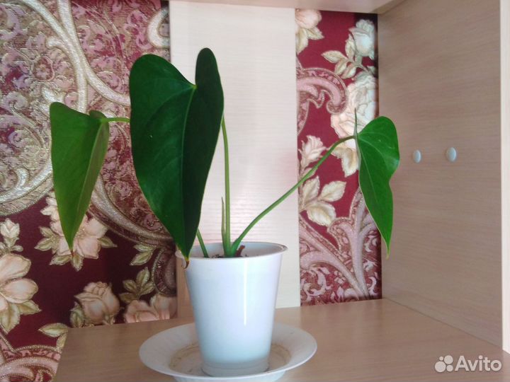 Антуриум андрэ Amigo Basic