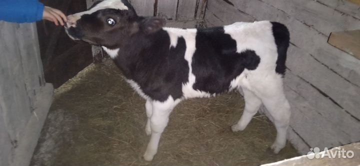 Телята бычки