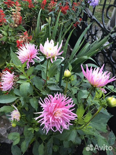 Георгины корни