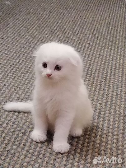 Веслоухая кошка