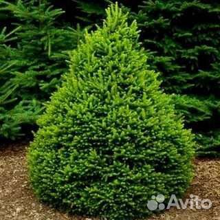 Ель Томпа-Tompa