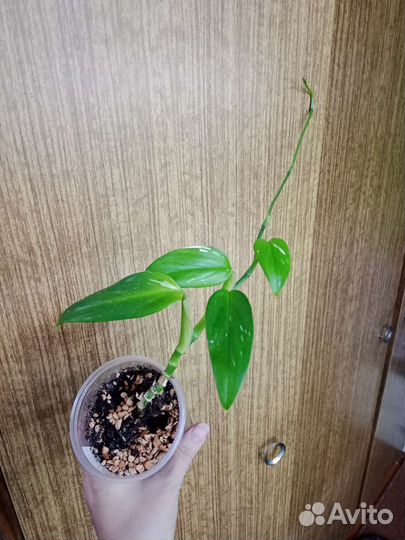 Комнатные лианы