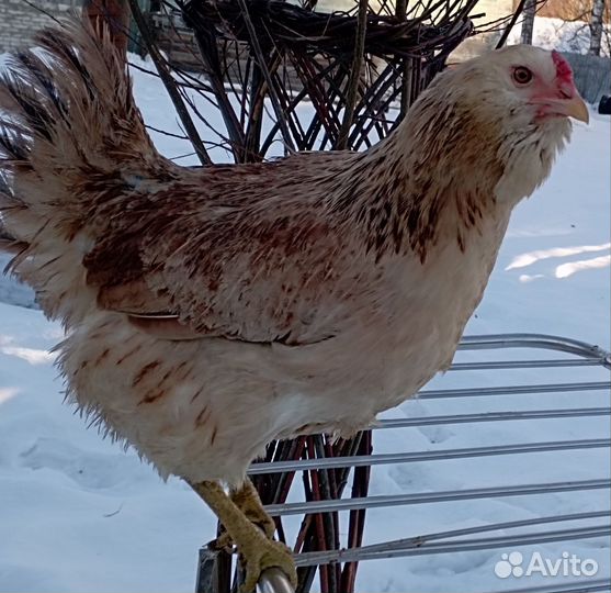 Инкубационное яйцо кур