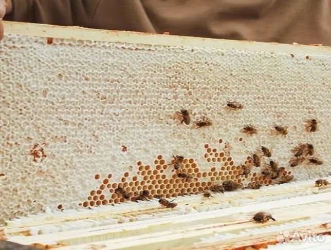 Мед 24 года из Алтая опт