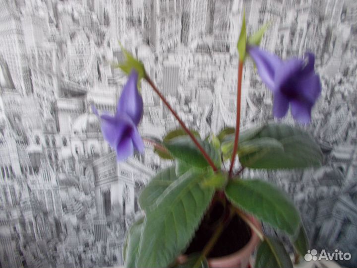 Глоксиния тидея