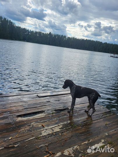 Курцхаар вязка