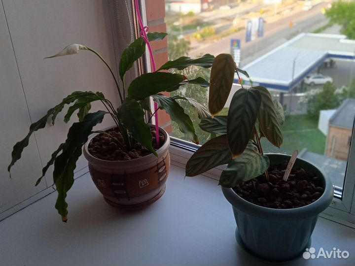 Цветы комнатные