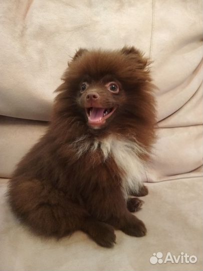 Померанский шпиц медвежьего типа. Вязка