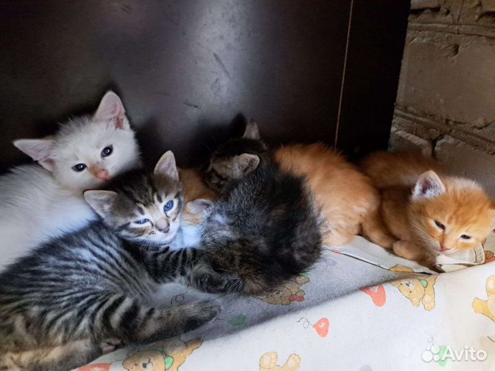 Милые котята