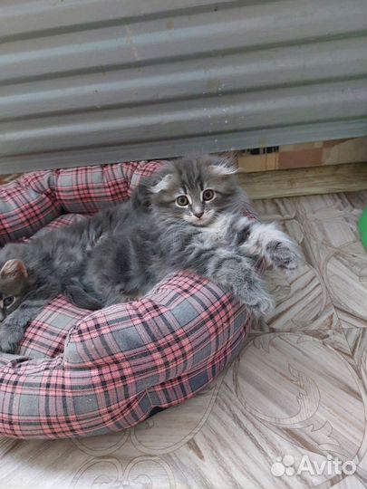 Шотландская вислоухая девочка