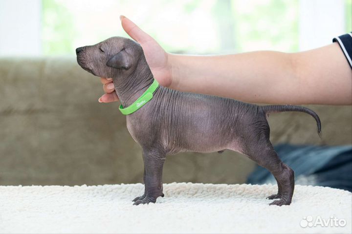 Ксолоитцкуинтли стандарт