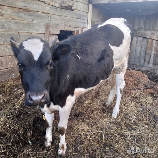 Бычки и телята