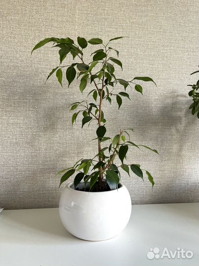 Фикус бенджамина