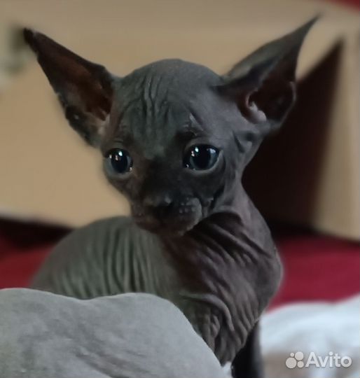 Канадский сфинкс котенок