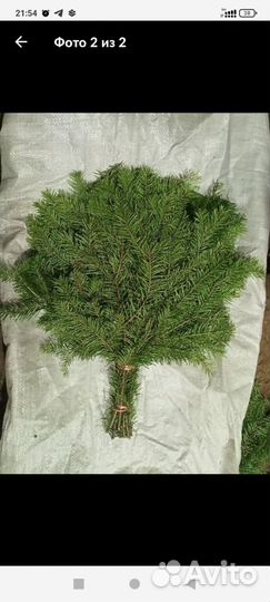Пихтовый веник