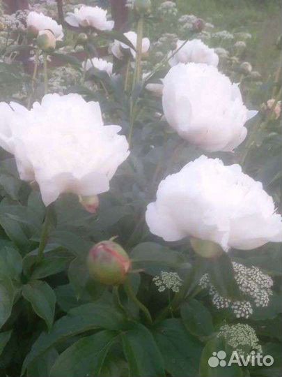 Пион Boule DE Neige