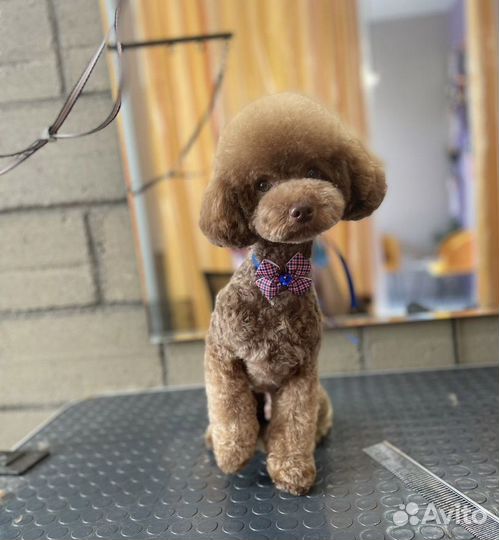 Шоколадные пуделя