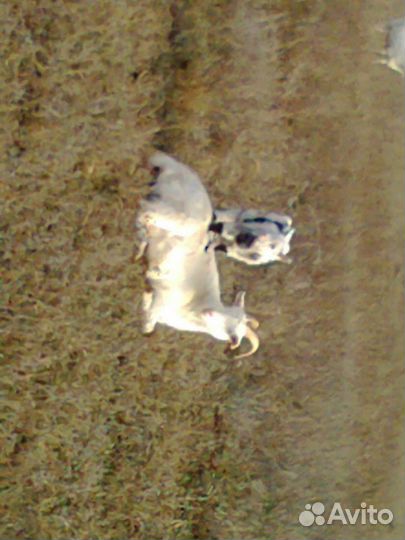 Молочные козы