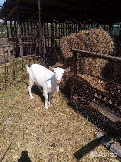 Коза дойная