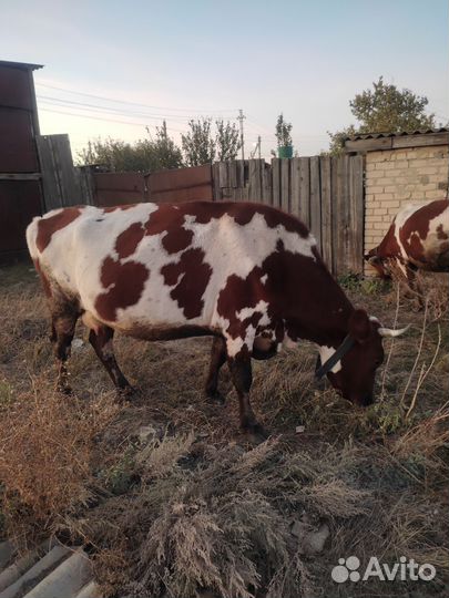 Корова дойная и бык